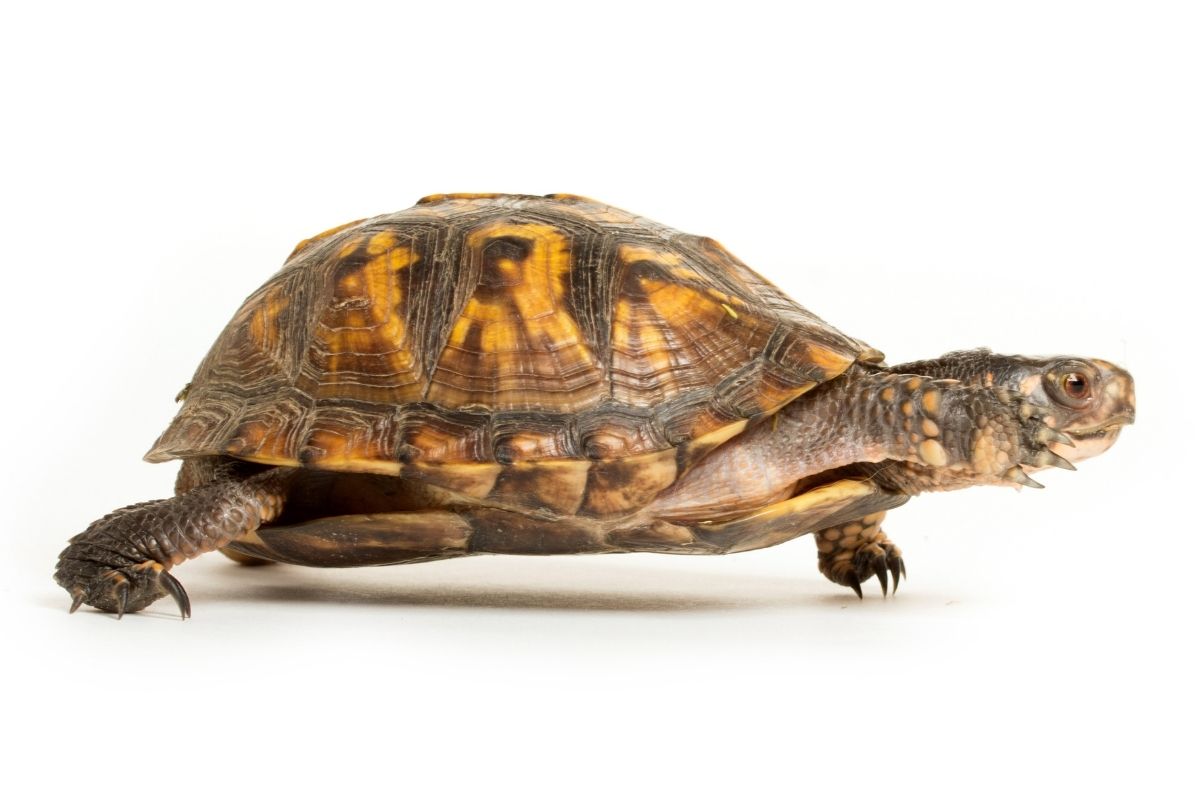 Eastern Box Turtle on white background