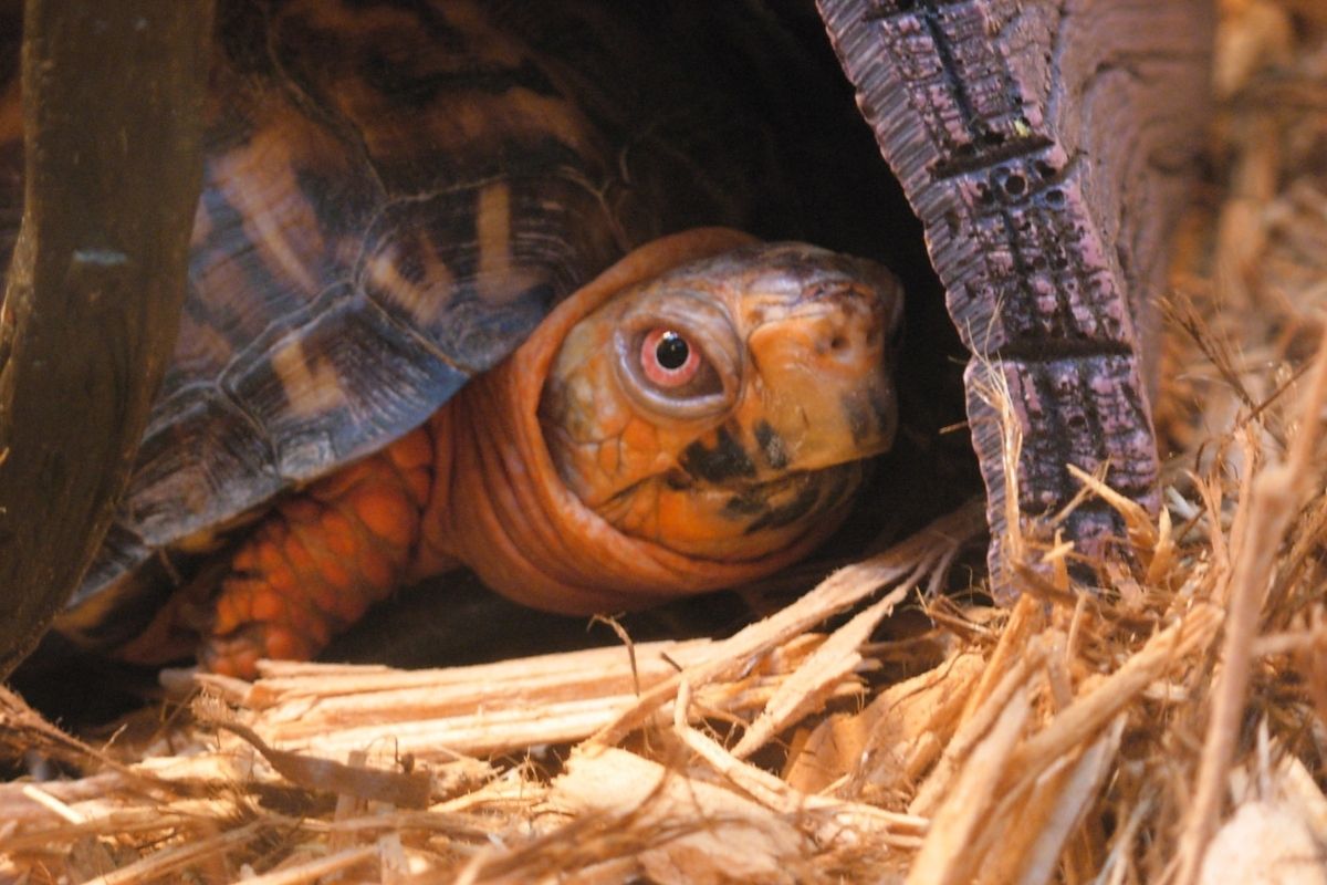 Eastern Box Turtle in the woods