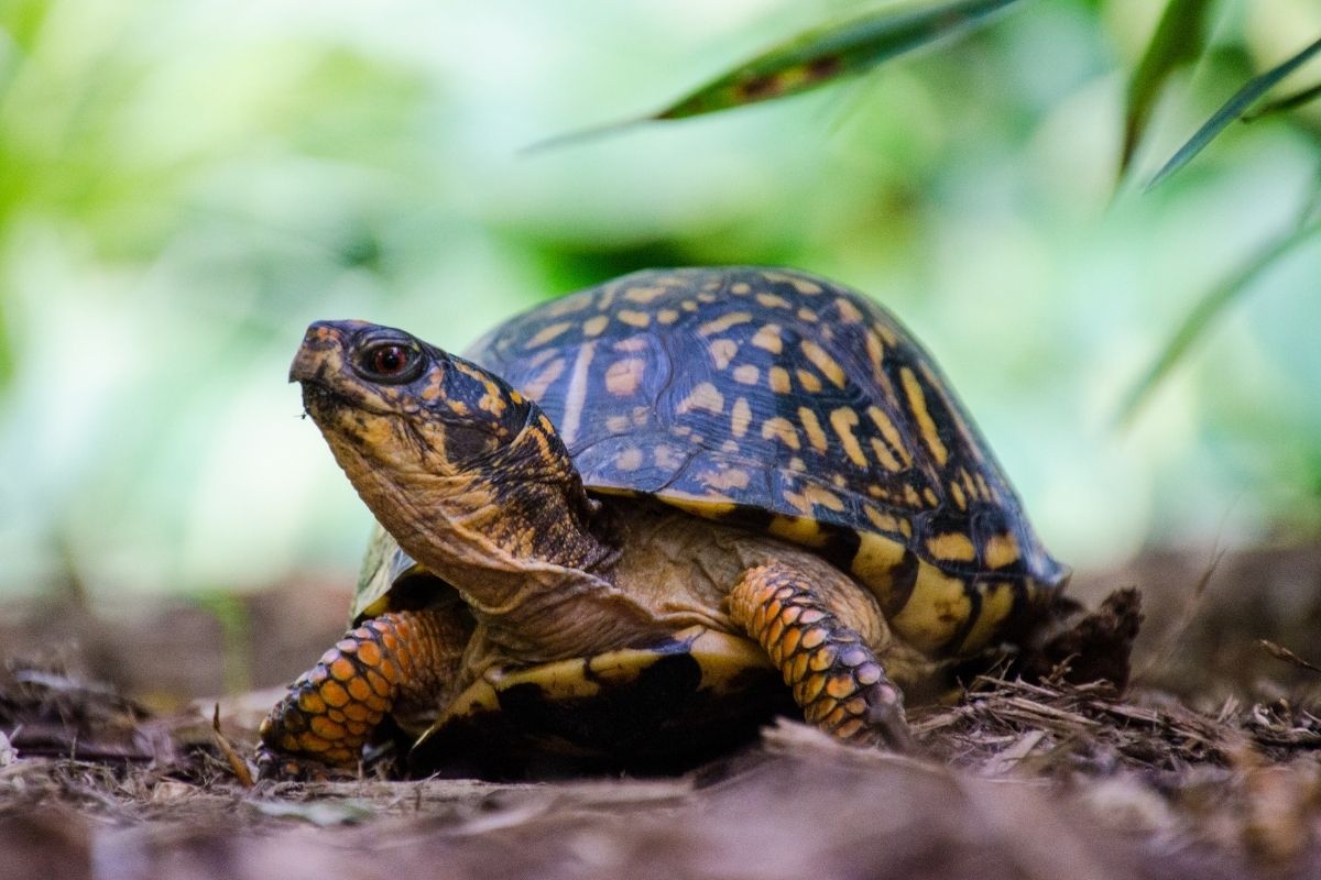 Eastern Box Turtle looking ahead