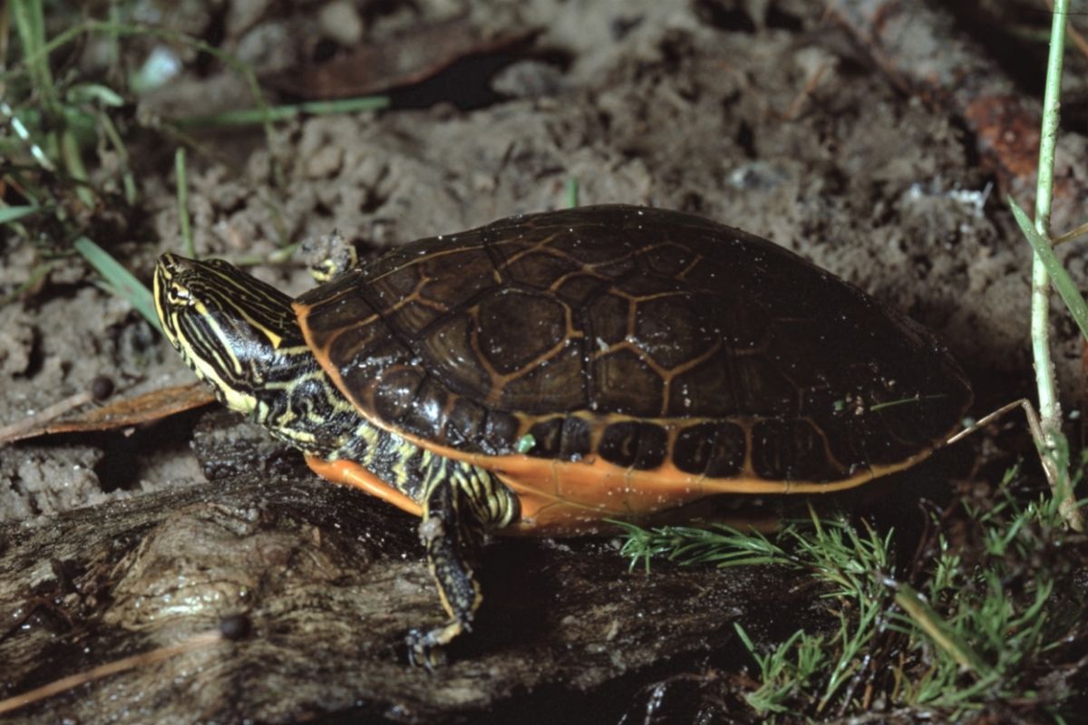 Lone Eastern Chicken Turtle in the wild