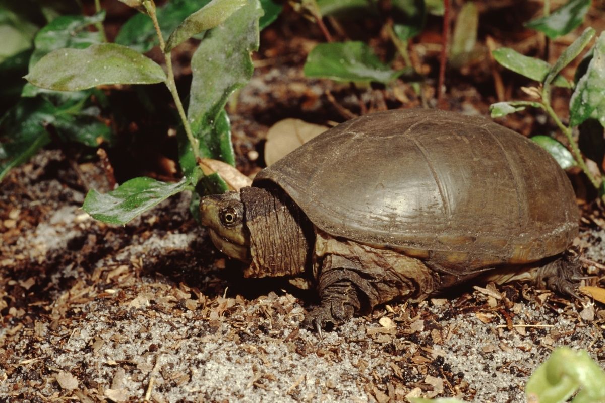 Eastern Mud Turtle