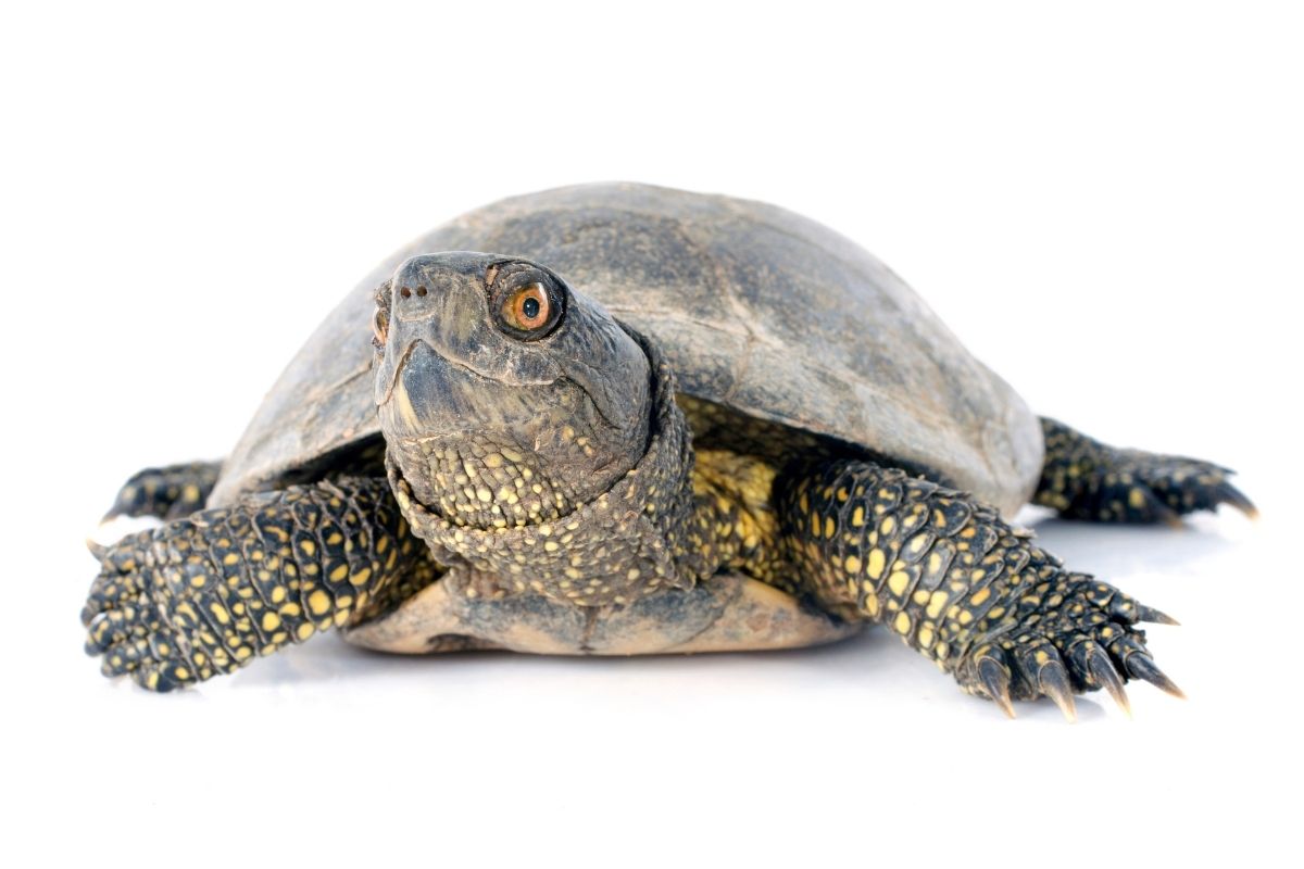 European Pond Turtle on white background
