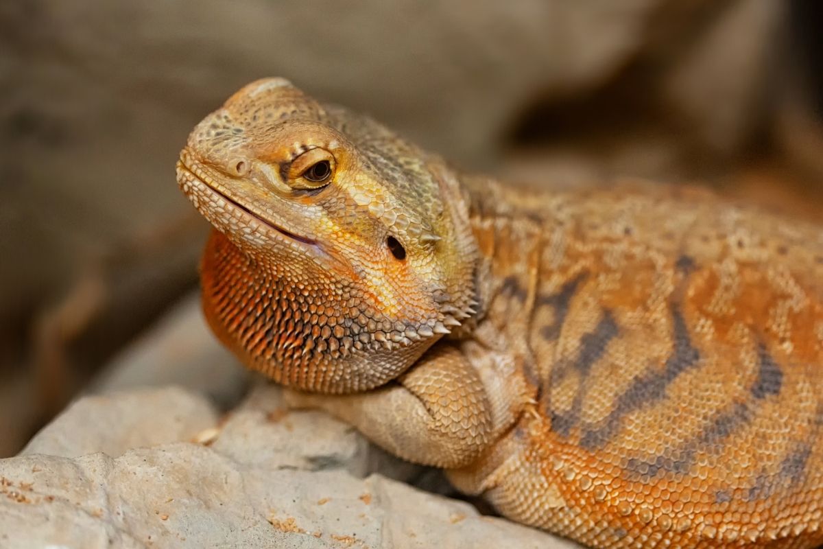 Orange Bearded Dragon Lying On A Rock