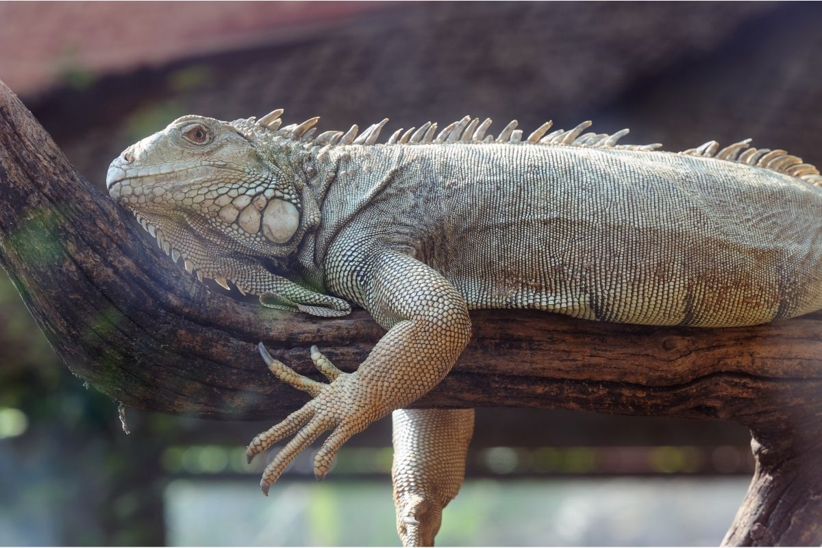 large bearded dragon