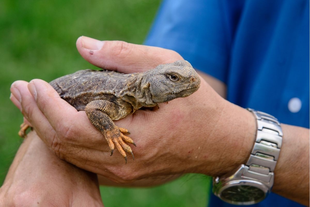 human holding bearded dragon