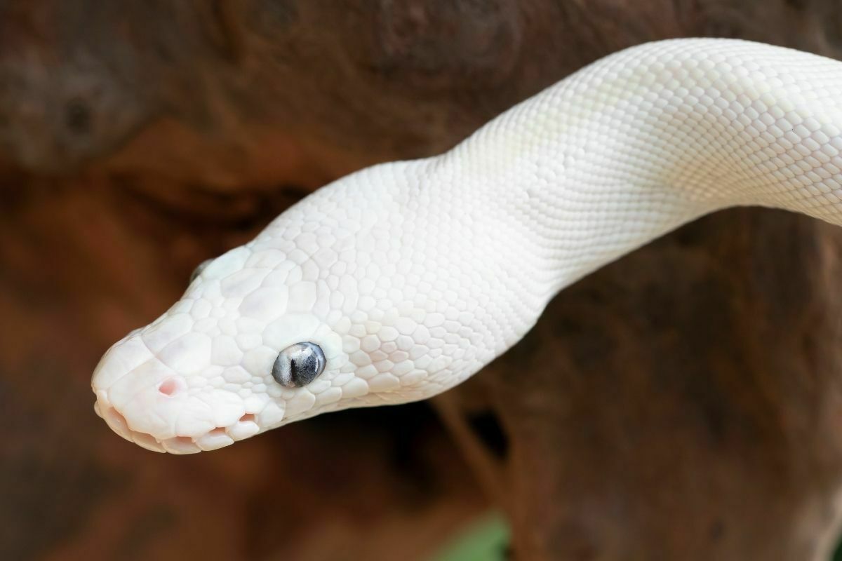 Head of Blue Eyed Leucistic Ball Python Morph