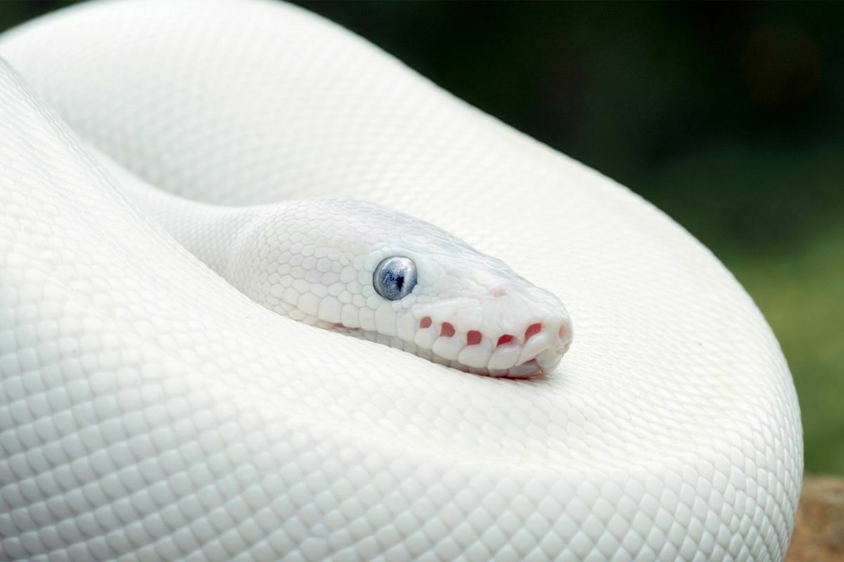 White Leucistic Ball Python Snake