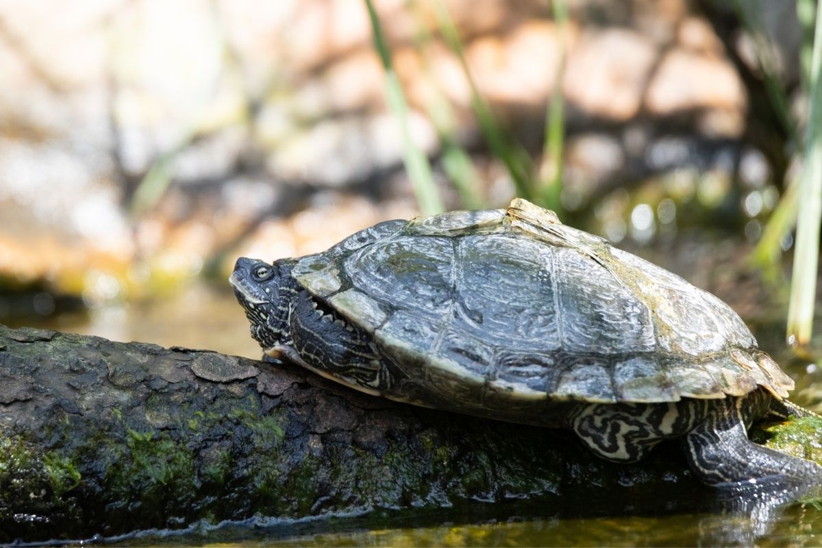 False Map Turtle on a tree trunk