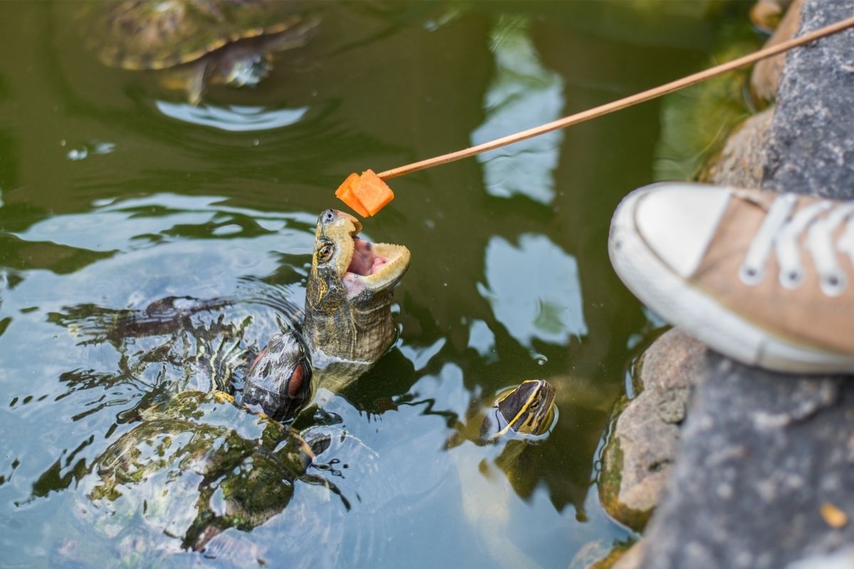 Feeding turtles
