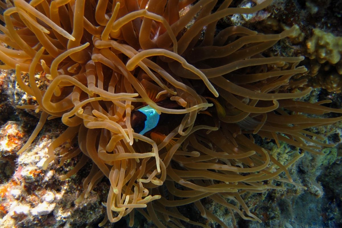 Fish hiding