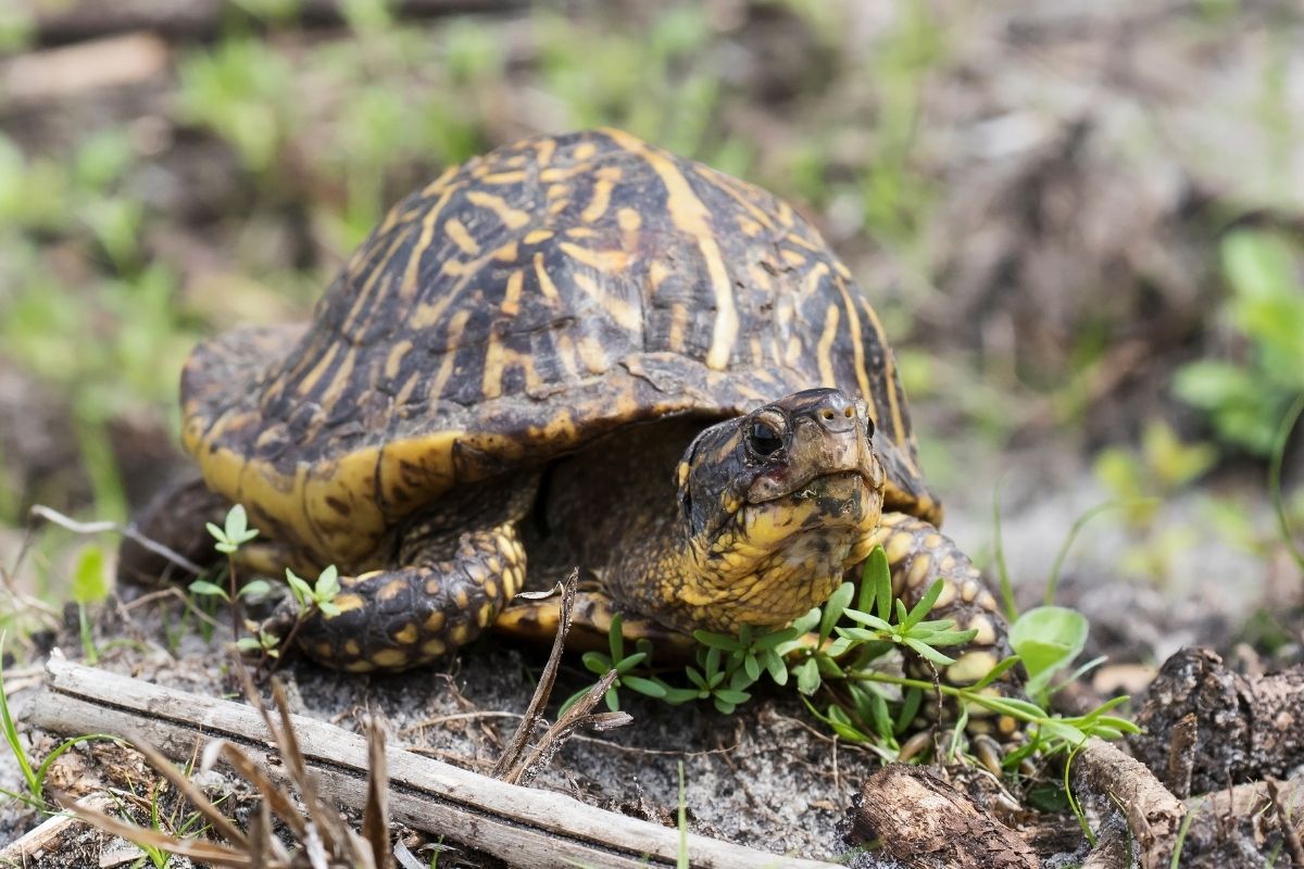 A Portrait of Florida Box Turtle 