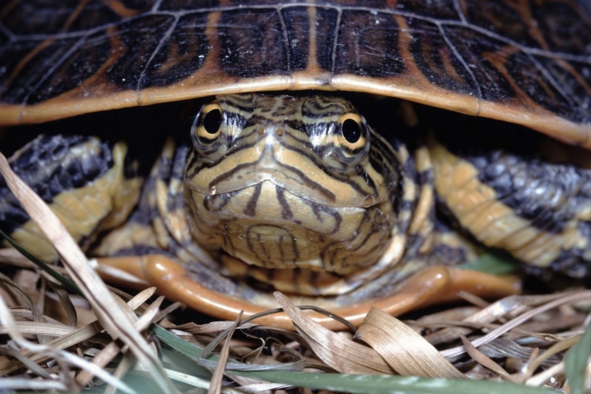 Close up of Florida Chicken Turtle 