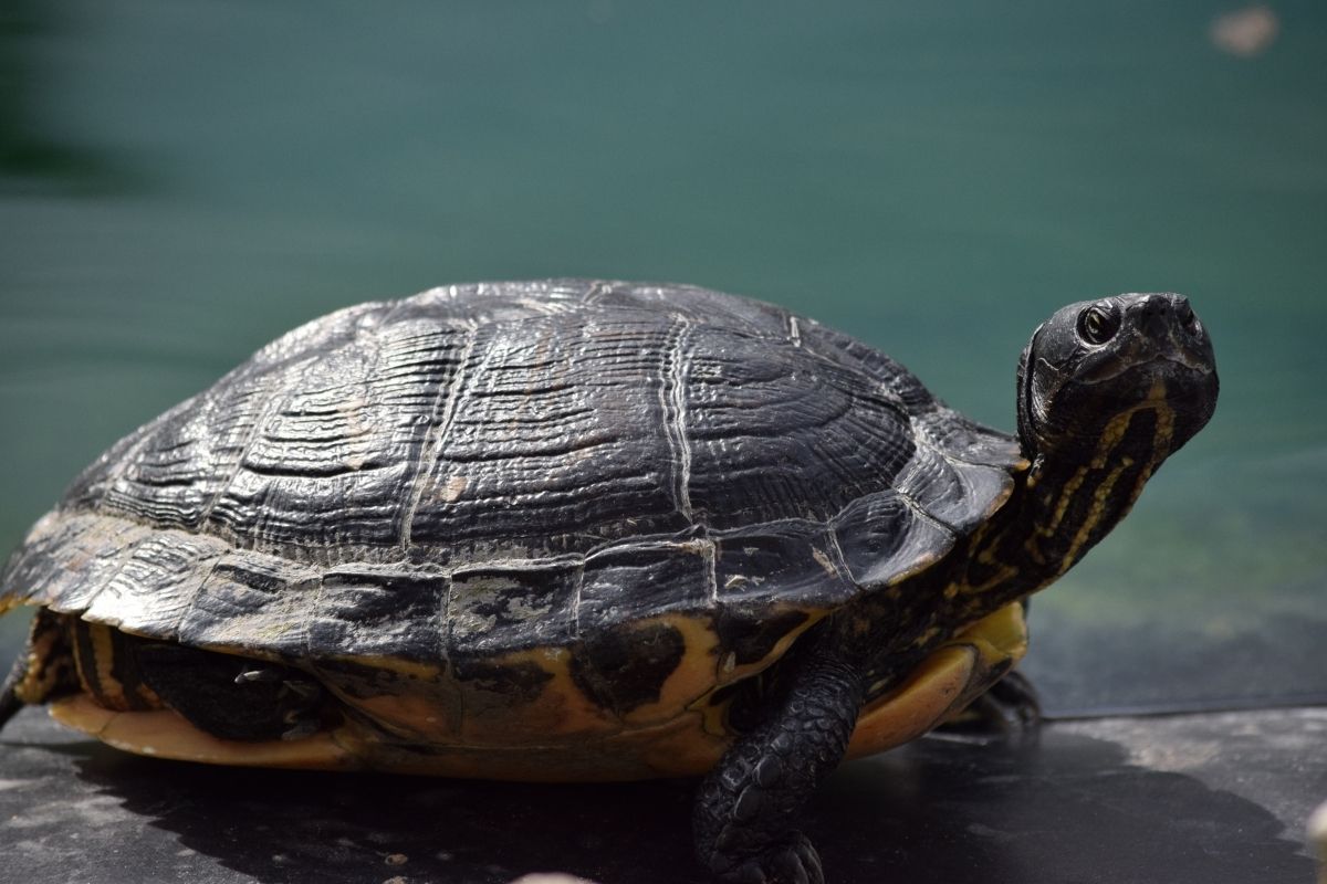 Florida Cooter basking in the sun