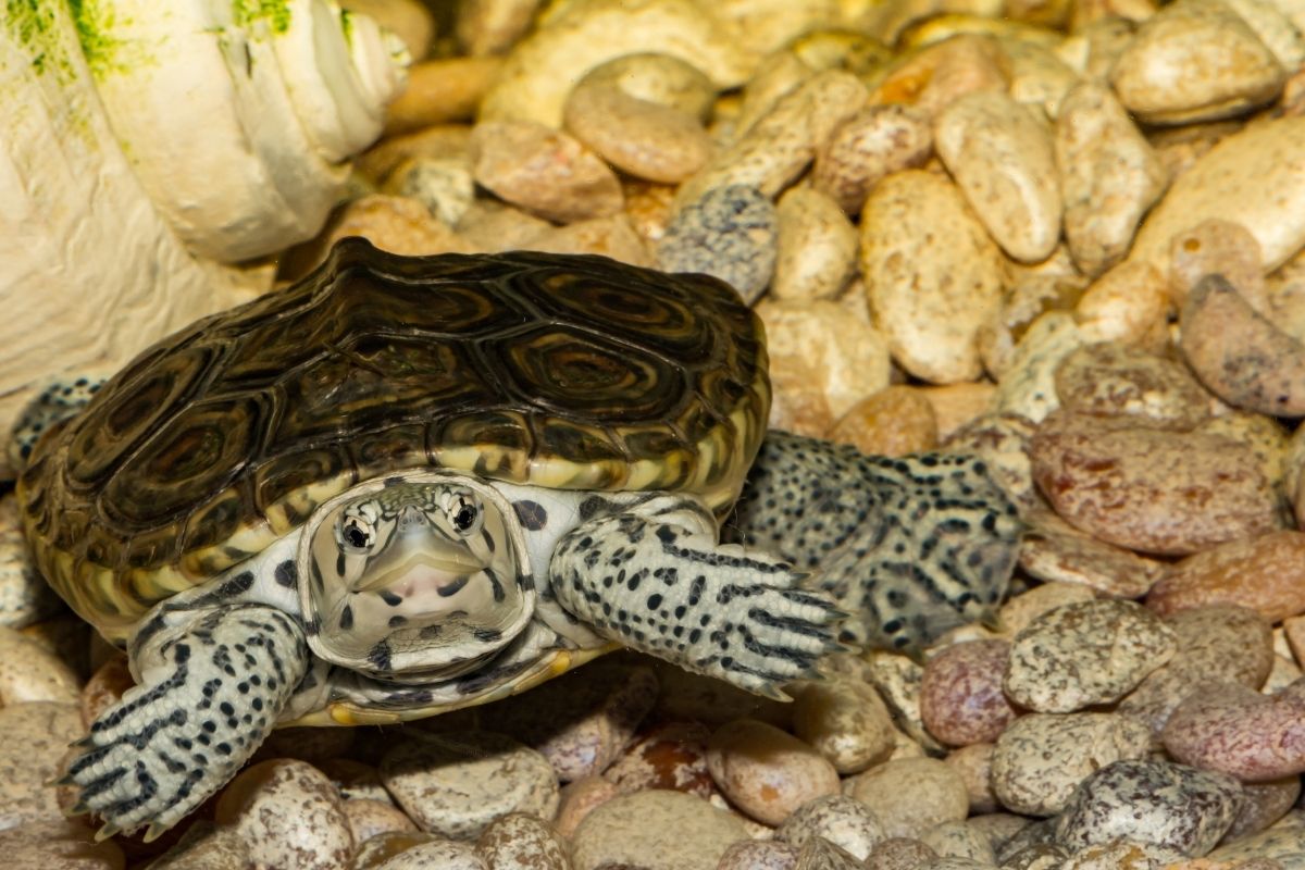 A close up of a young Florida East Coast Terrapin