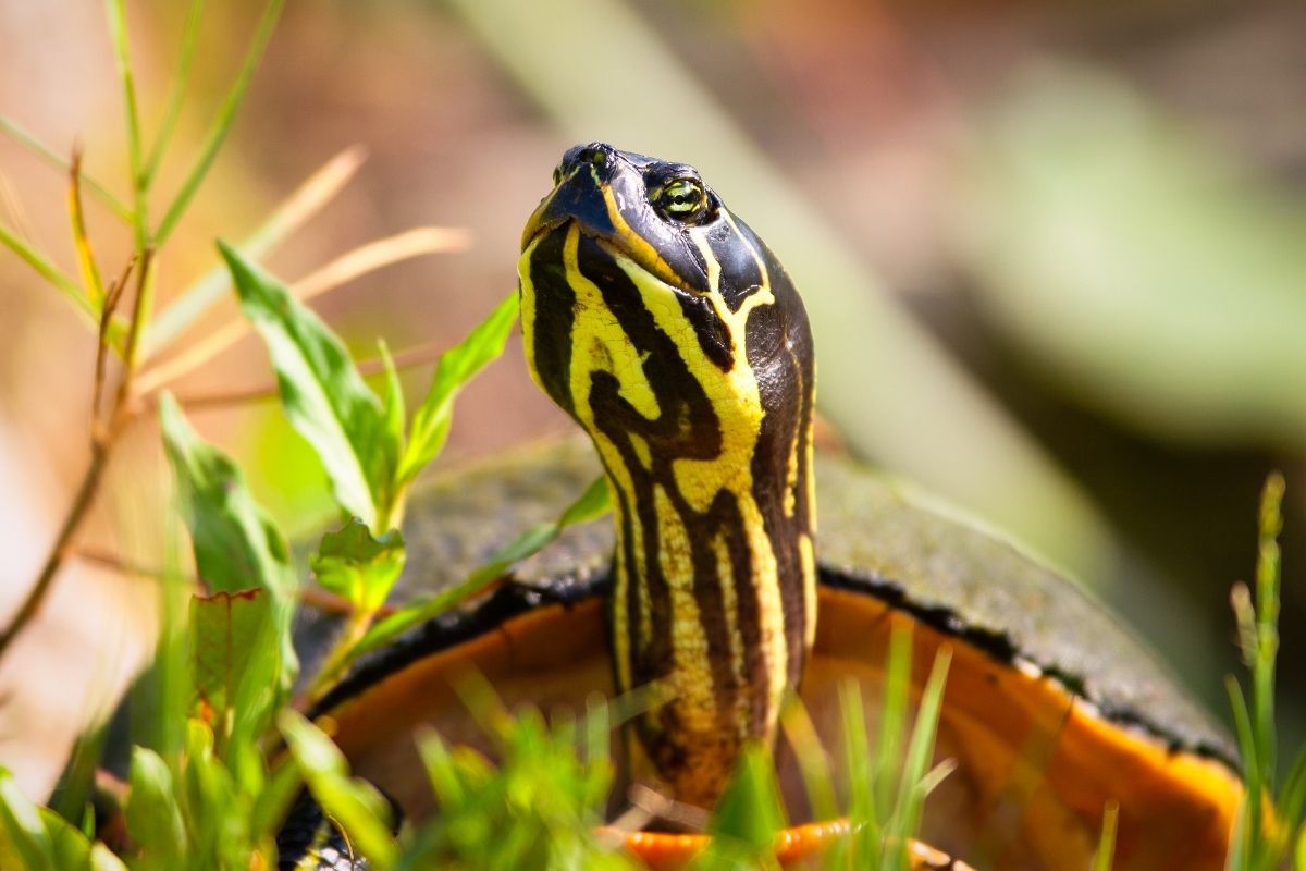 A Close up of Florida Redbelly Turtle 