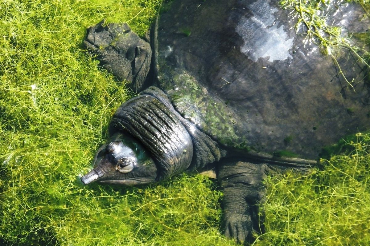 Florida Softshell Apalone ferox swimming in the water plants