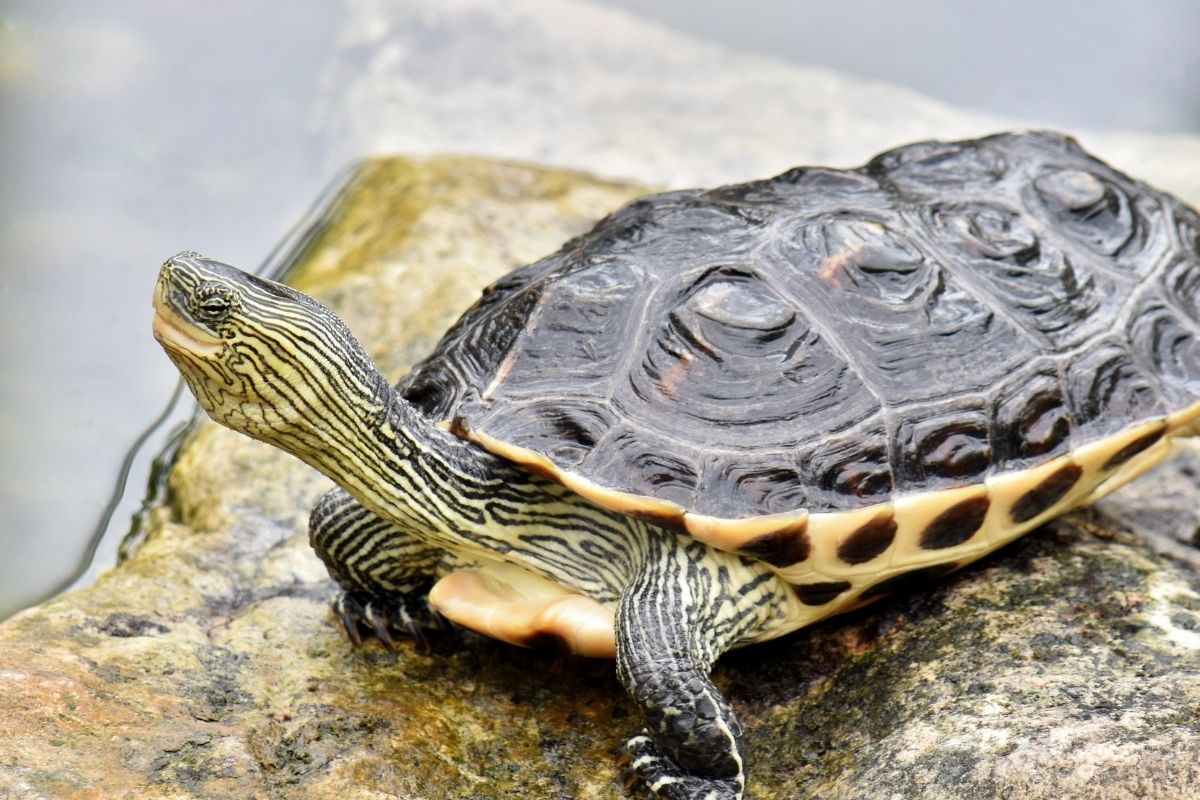 Golden Thread Turtle on a rock