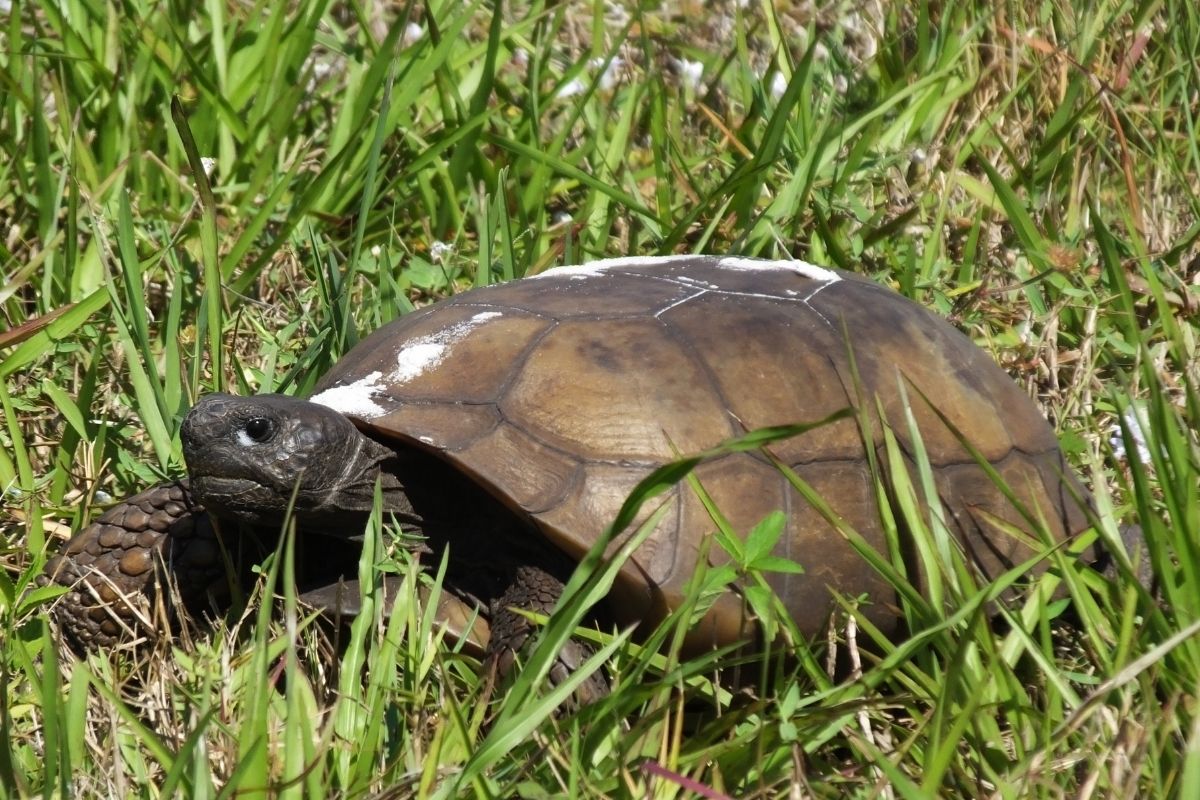 Gopher Tortoise in the garss