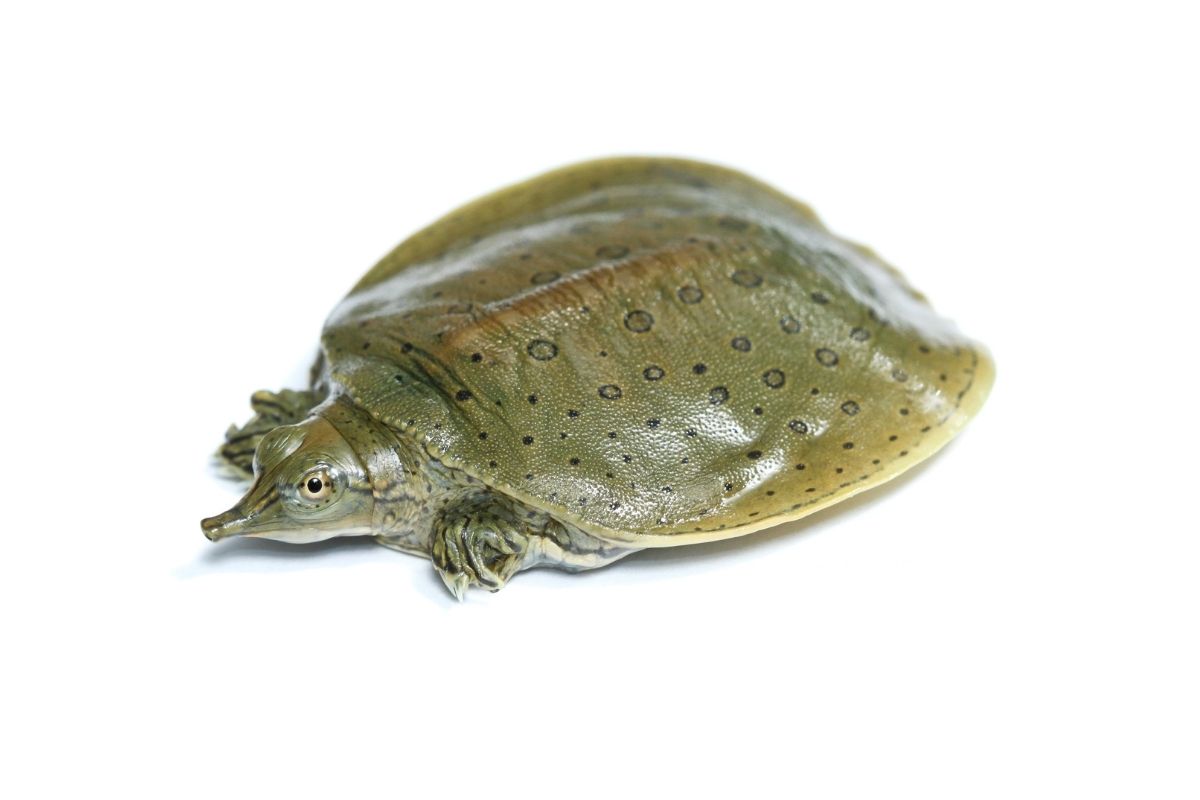 A Portrait of Guadalupe Spiny Softshell