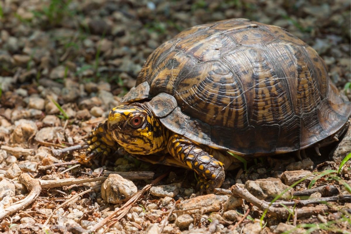 Gulf Coast Box Turtle walking in the wild