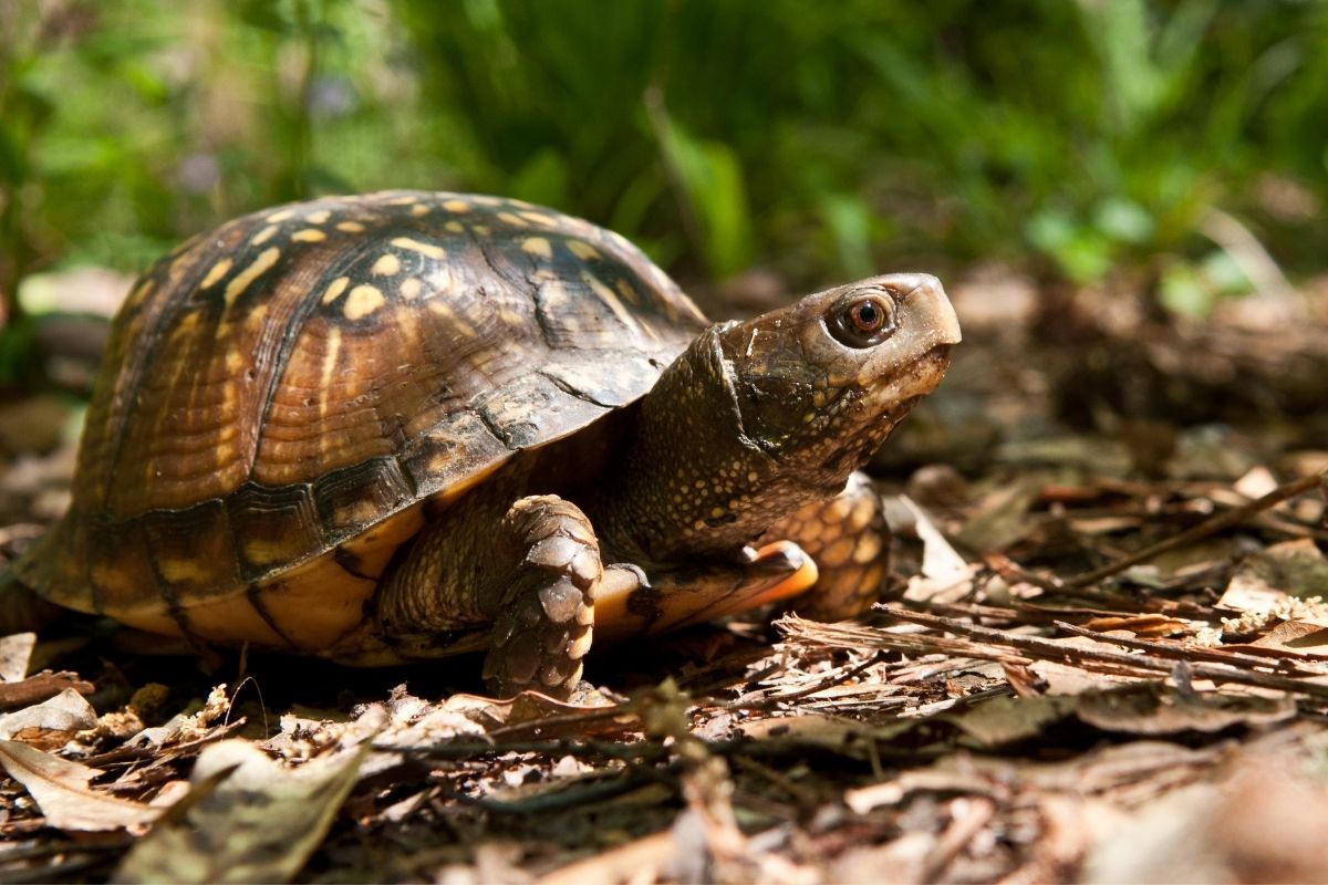 Gulf Coast Box Turtle walking on ground