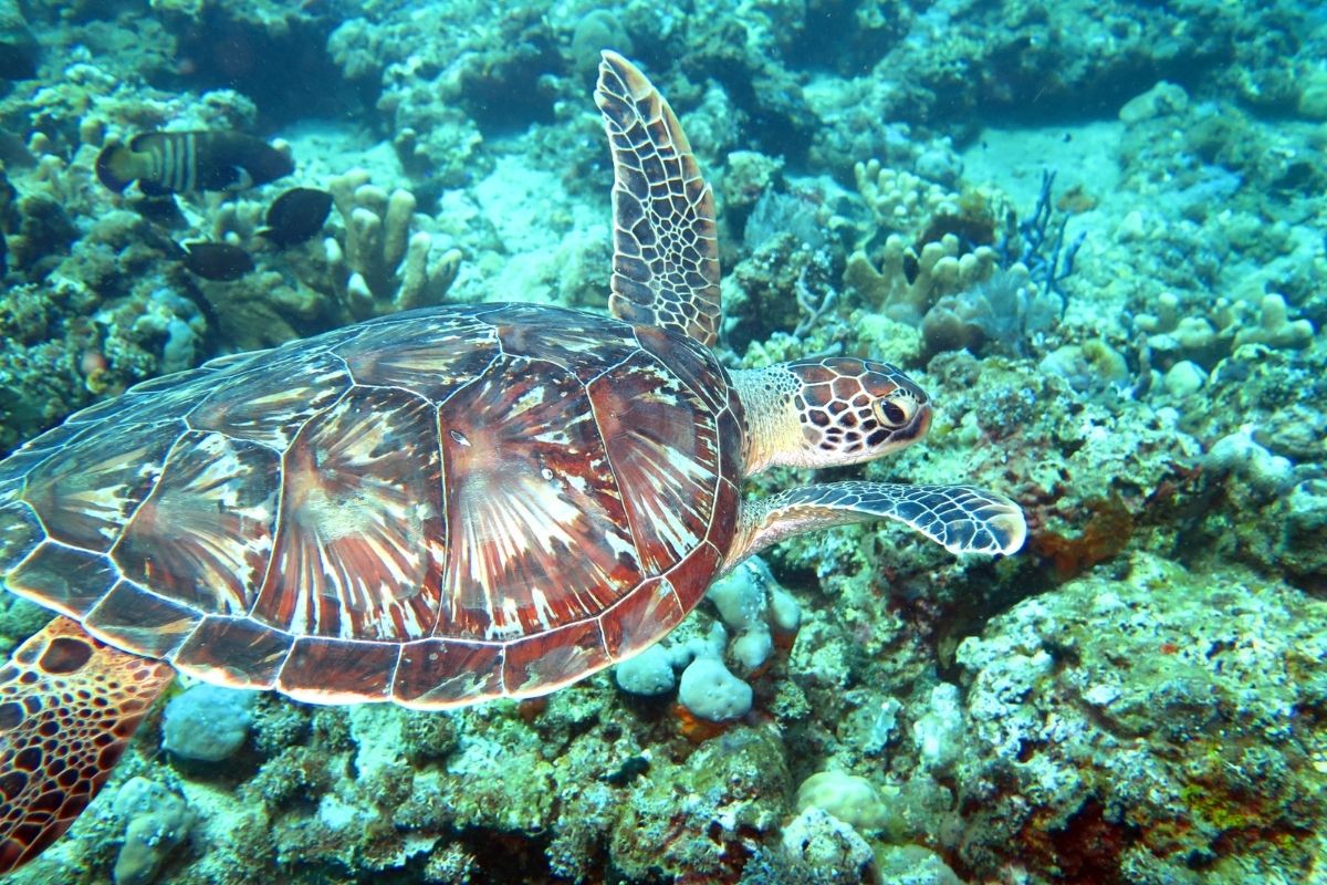 Hawksbill Sea Turtle swimming in the ocean