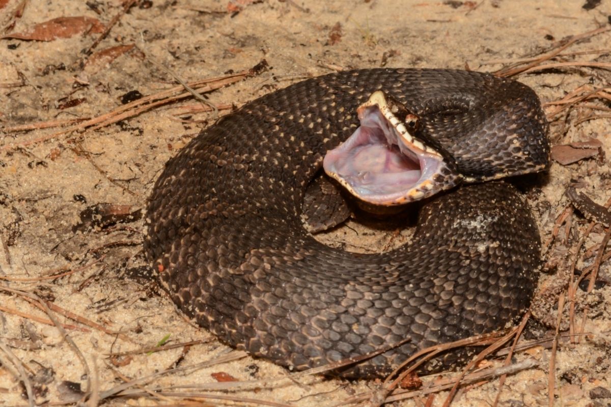 A snake hissing