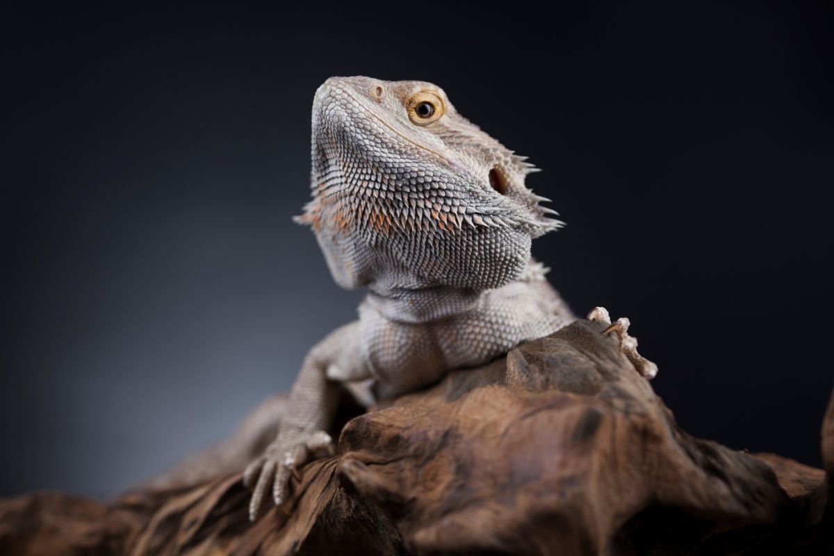 Bearded Dragon On Top Of Wood
