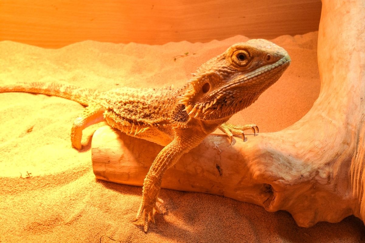 Bearded Dragon Under Some Light