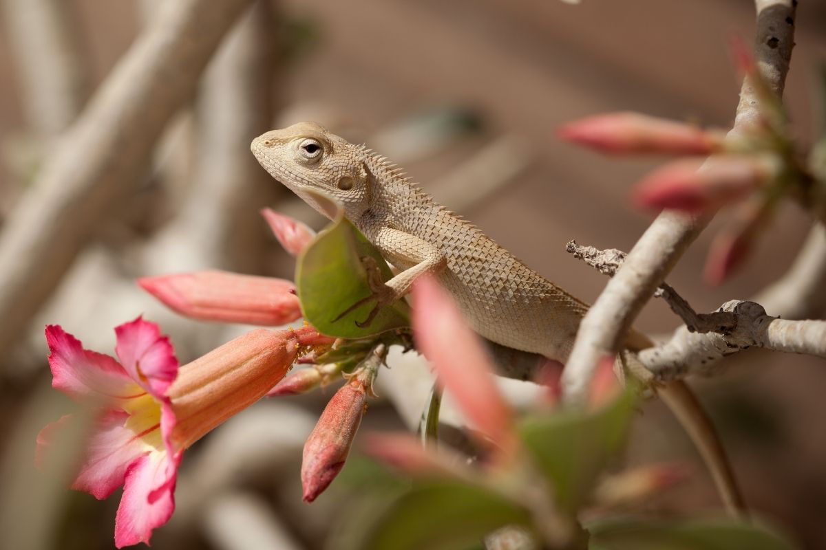 Bearded Dragon With Pink Flower