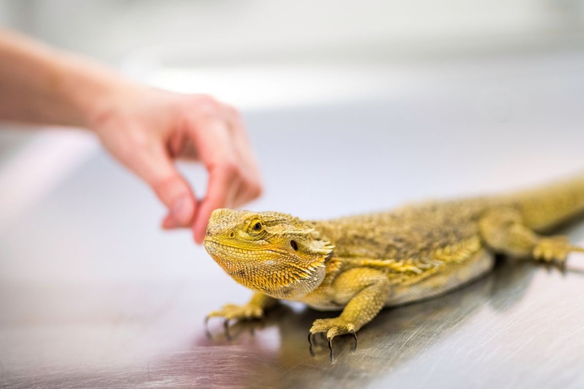 Yellow Bearded Dragon Being Petted