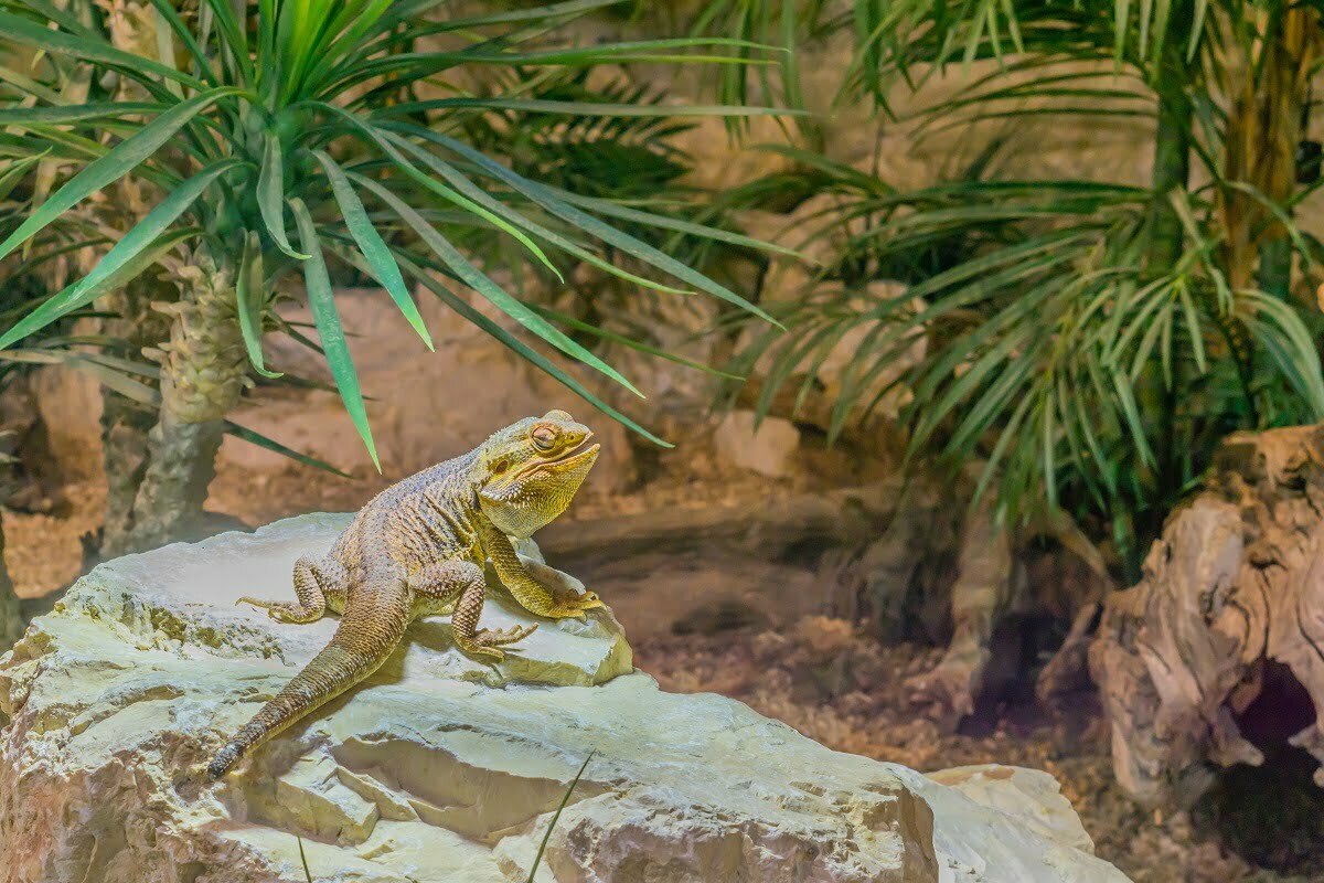 Bearded Dragon Outside
