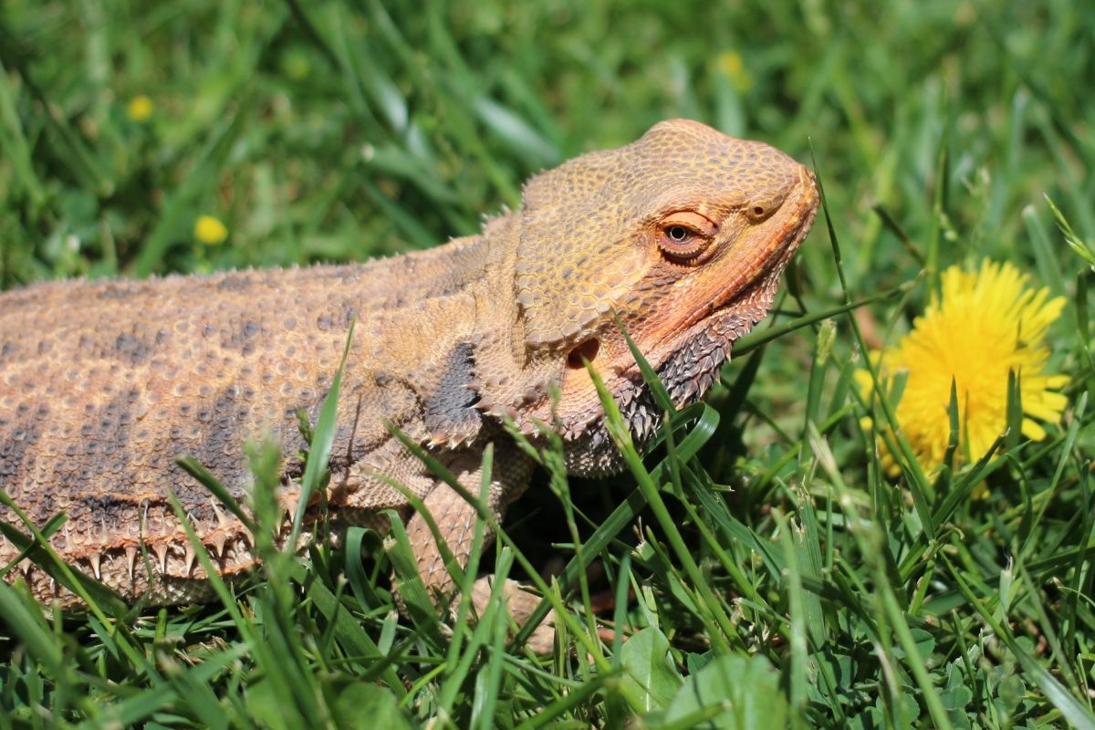 Bearded Dragon Under The Sun