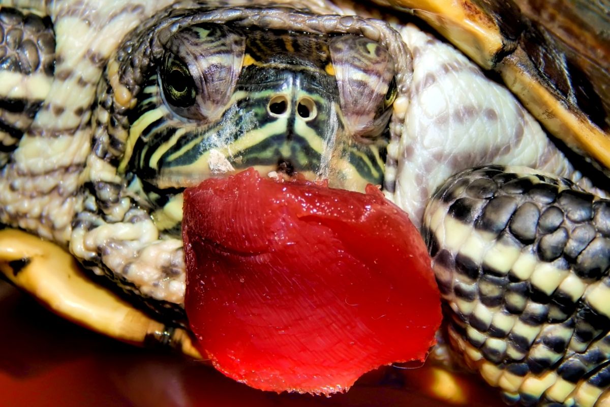 Turtle eating meat