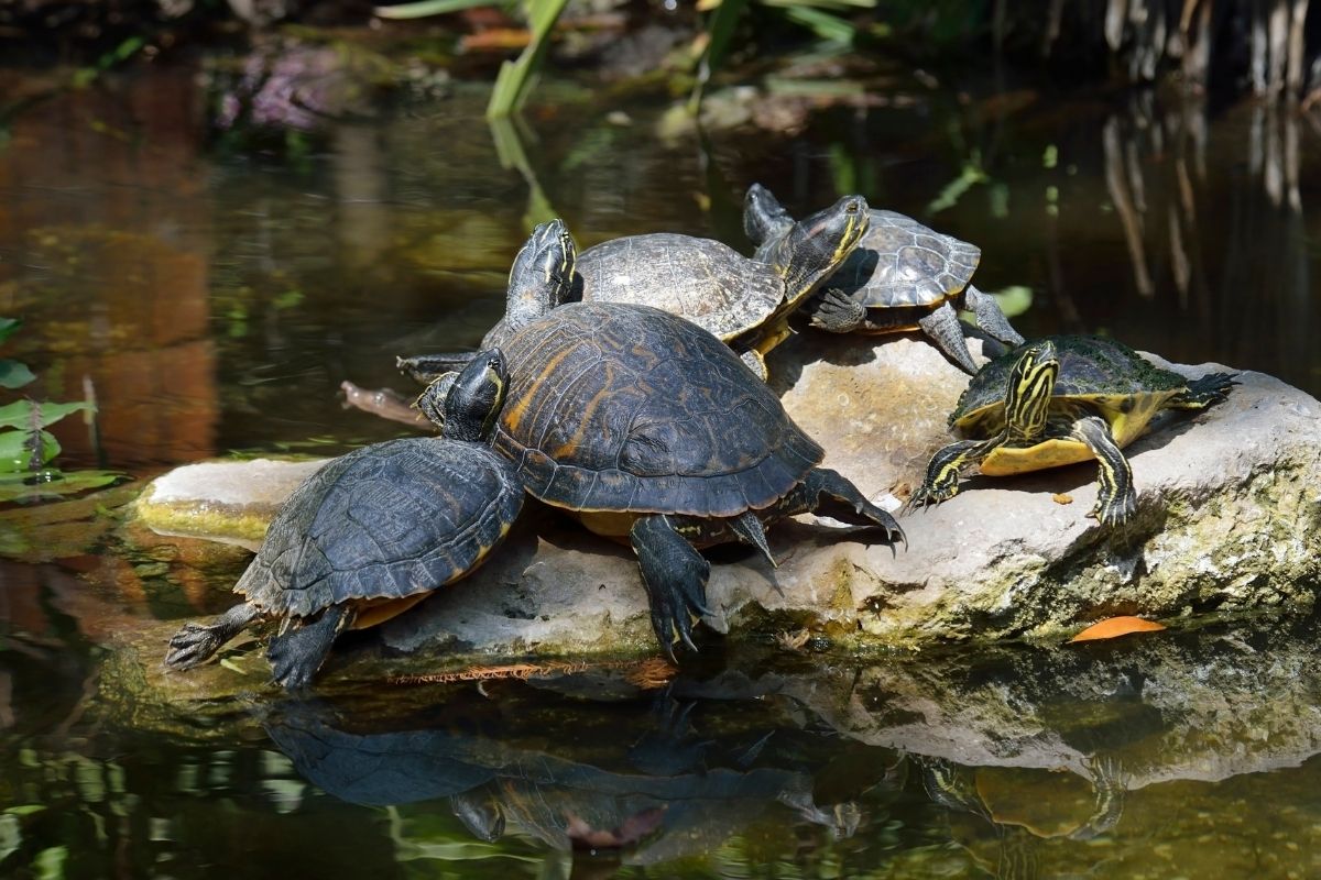 5 Yellow-bellied slider Turtles on a rock