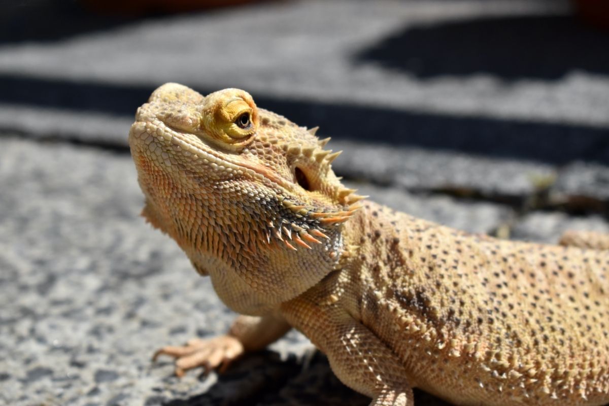 Brown Bearded Dragon Crawling