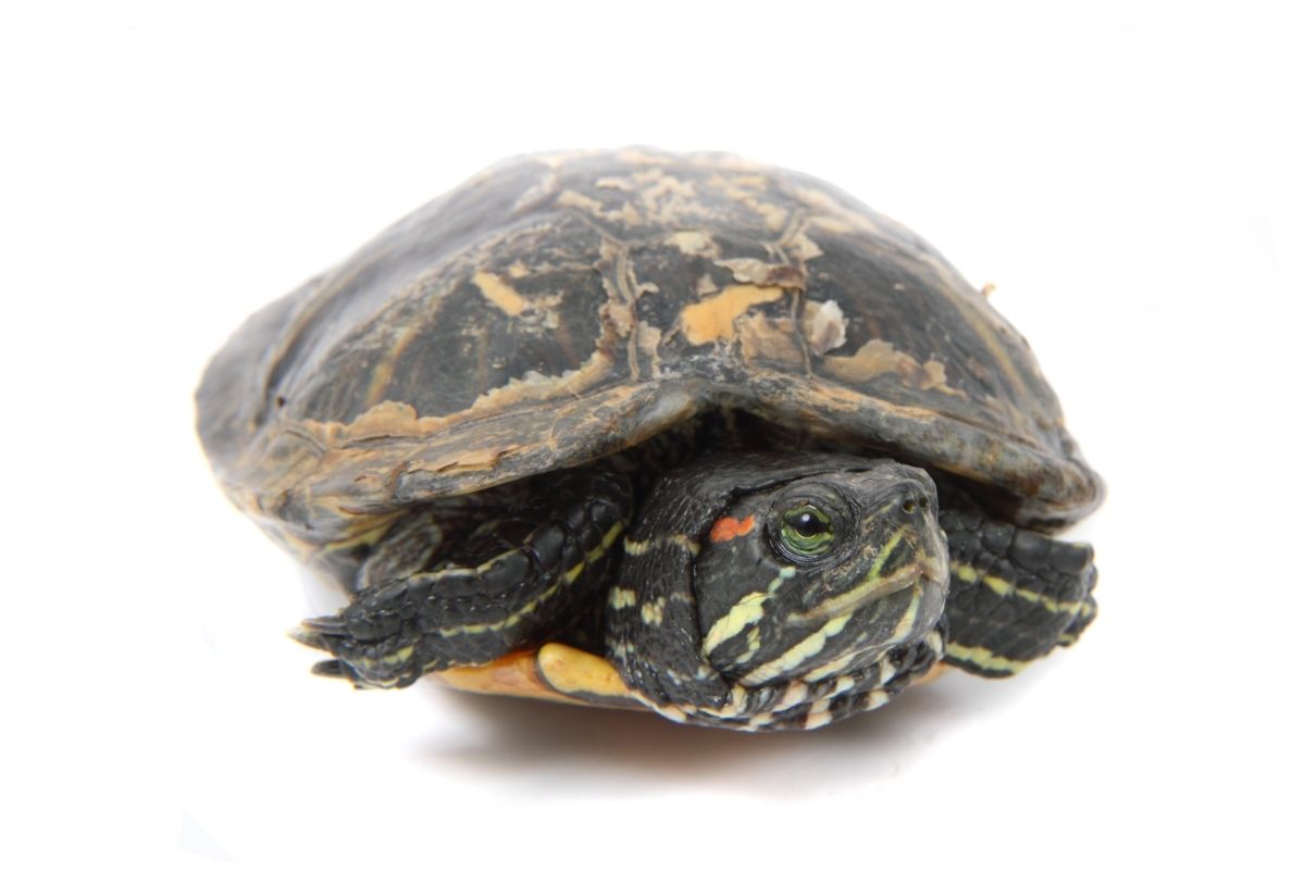turtle with shedding shell