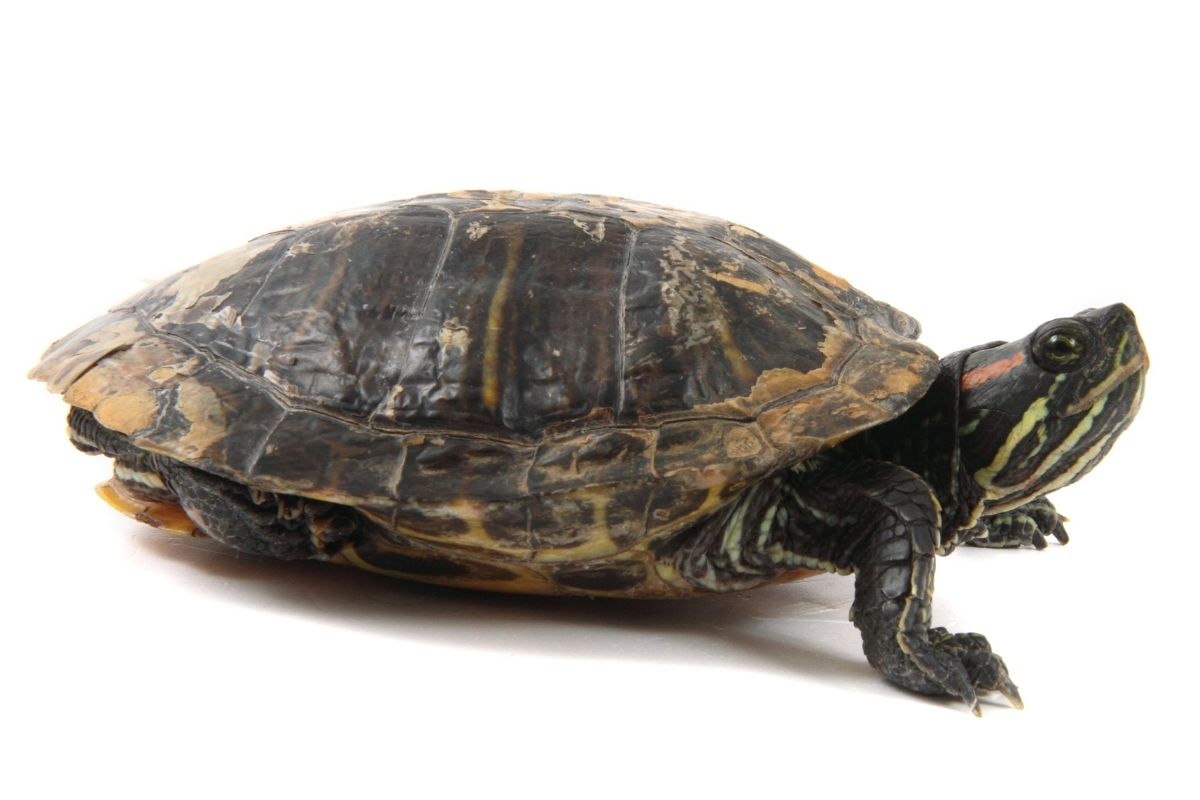 turtle with shedding shell on white background