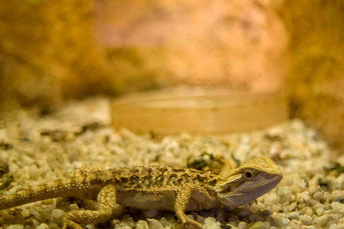 Bearded Dragon Laying Low On Rocks