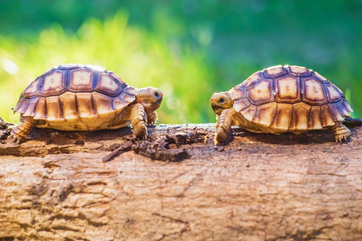 Two Sukata Turtles Facing Each Other on a Trunk