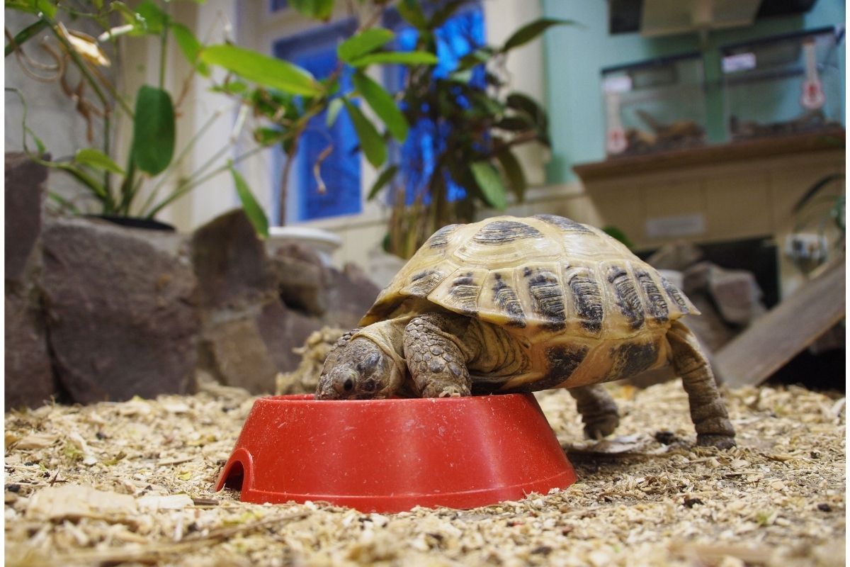 eating turtle on red bowl