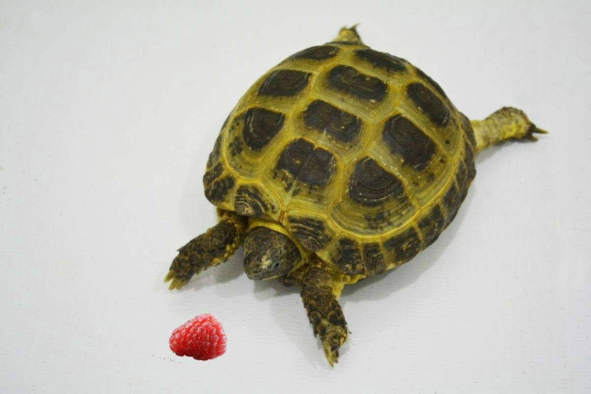 turtle and raspberry