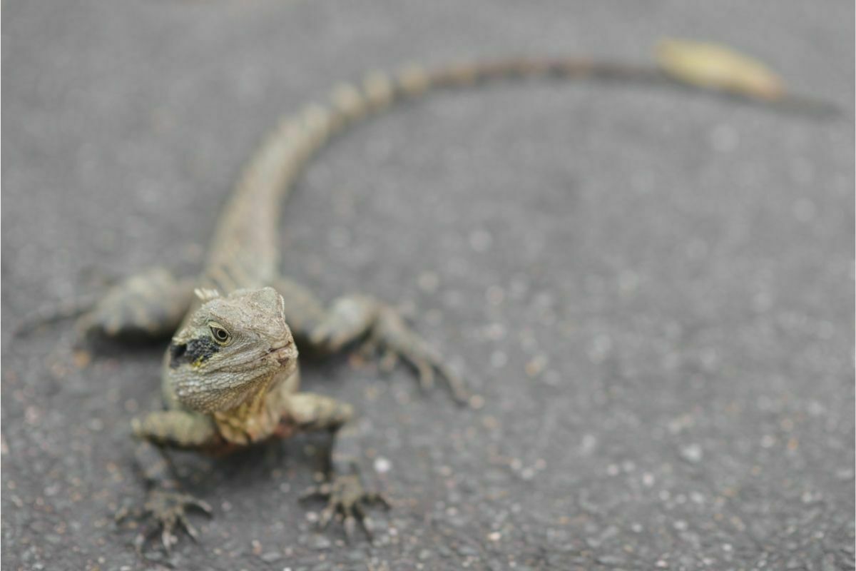 bearded dragon on asphalt