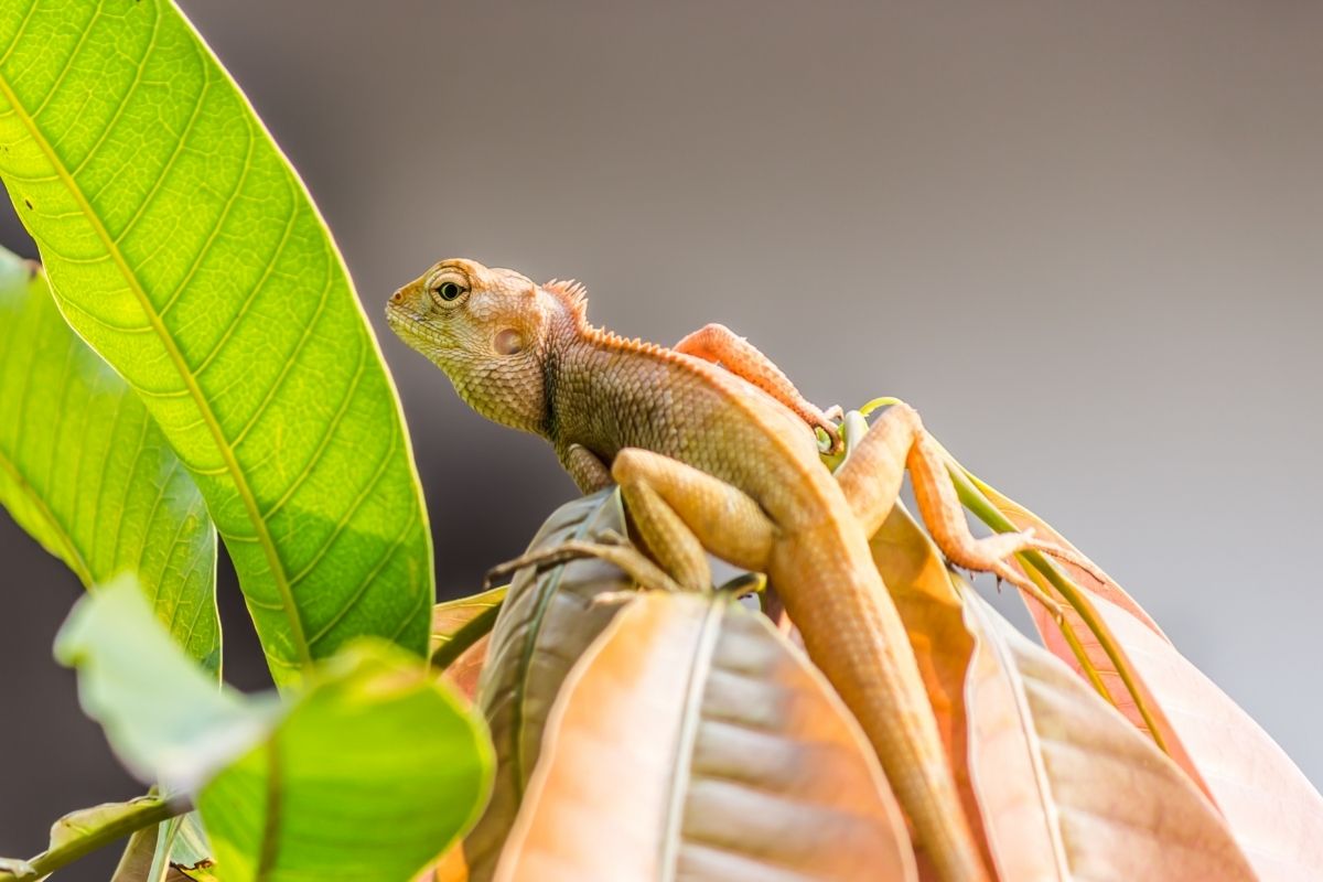 bearded dragon on a leaf