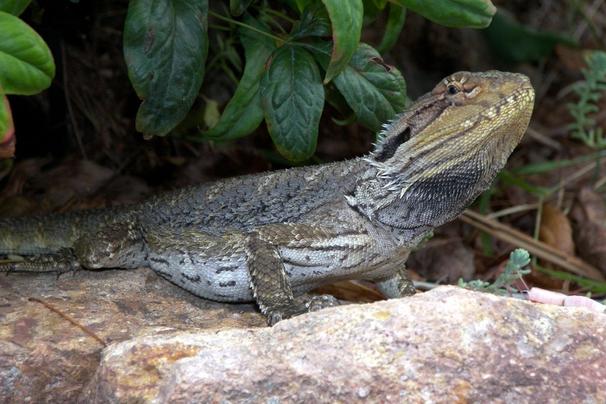 bearded dragon on a rock