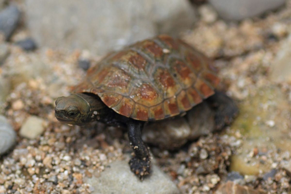 Japanese Pond Turtle walking