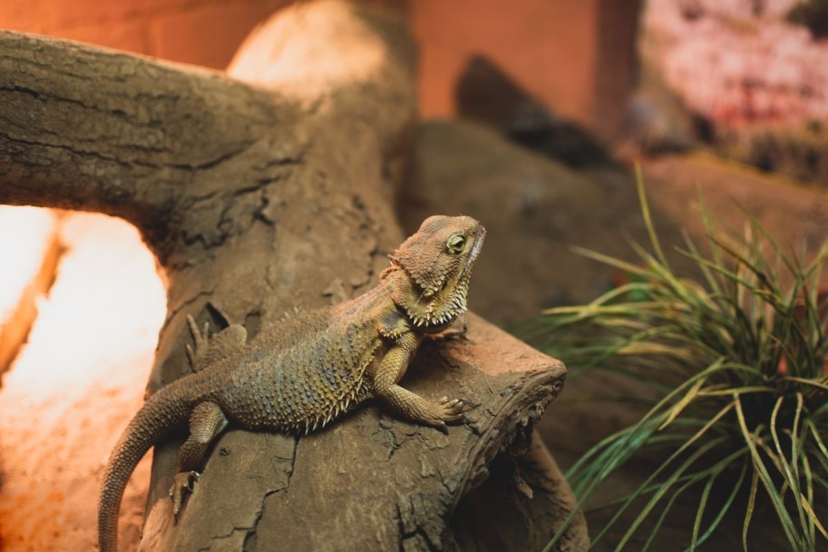 Small Bearded Dragon On Top Of Wood
