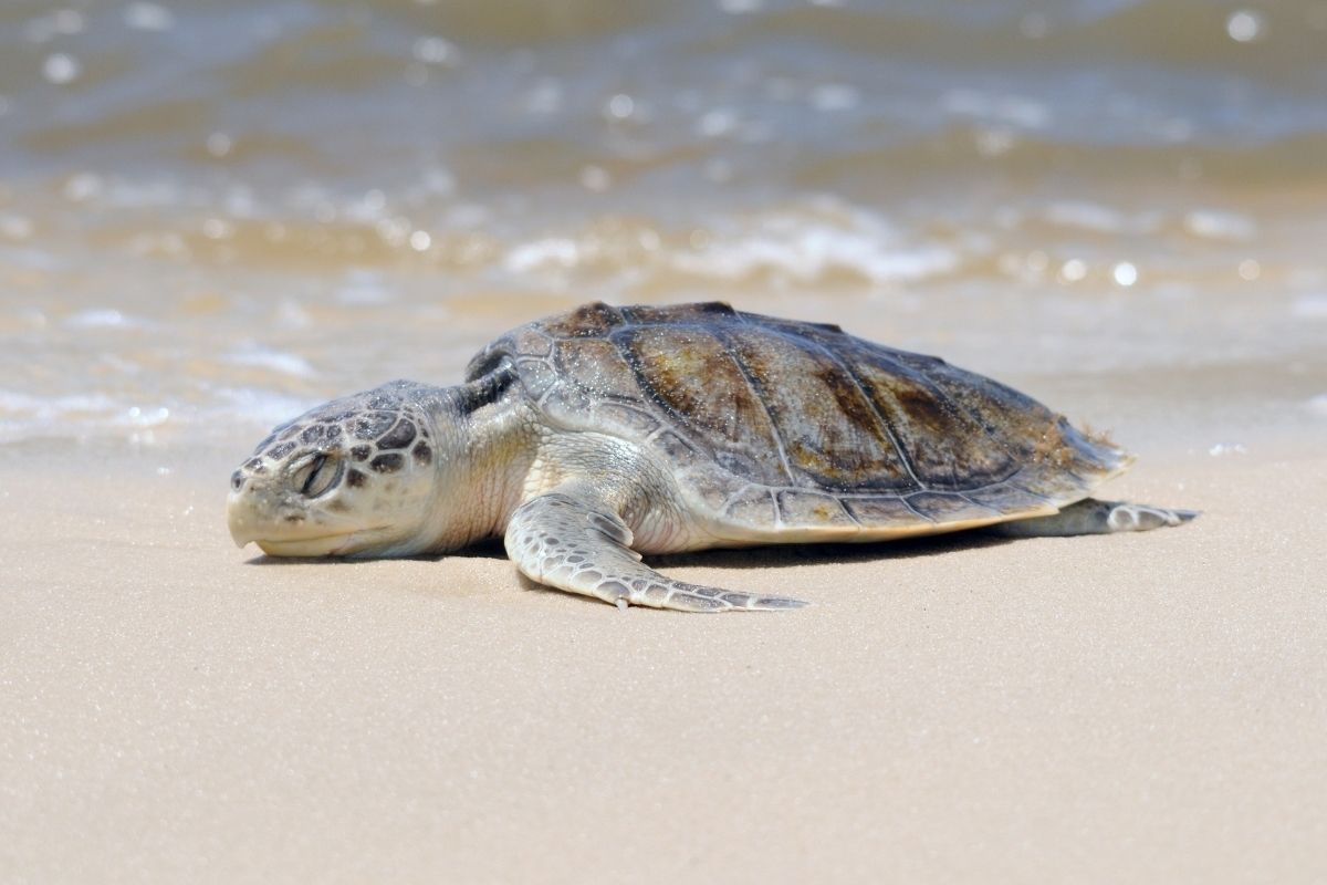 Kemp’s Ridley Sea Turtle on the seashore