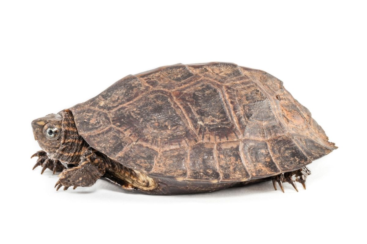 Leaf Turtle on white background