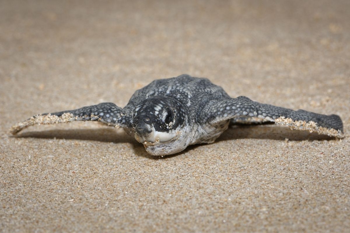 close-up of a newborn Leatherback Sea Turtle